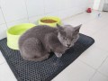 Perla (1)